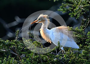 Eastern Cattle Egret