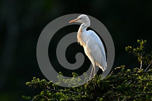 Eastern Cattle Egret