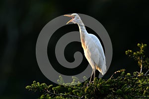 Eastern Cattle Egret