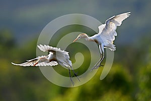 Eastern Cattle Egret