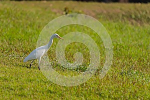 Eastern Cattle Egret bird