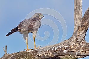 Eastern Chanting Goshawk - Immature