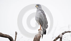 Eastern Chanting Goshawk Melierax poliopterus on a Tree Limb photo