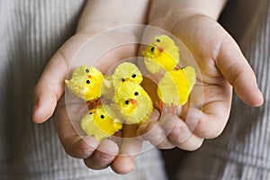 Eastern chickens, Easter chicks