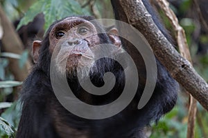 Eastern chimpanzee