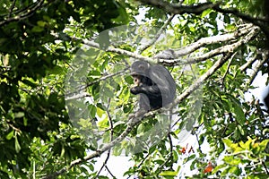 Eastern chimpanzee, pan troglodytes schweinfurthii, uganda