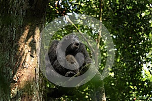 Eastern chimpanzee, pan troglodytes schweinfurthii, uganda