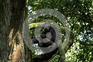 Eastern chimpanzee, pan troglodytes schweinfurthii, uganda