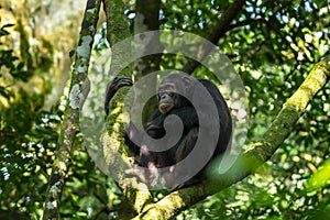 Eastern chimpanzee, pan troglodytes schweinfurthii, uganda