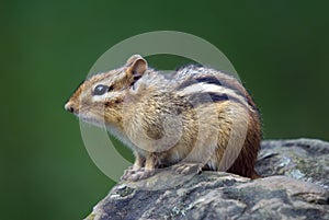 Eastern Chipmunk