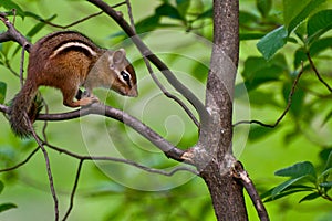 Eastern Chipmunk