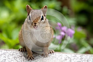 Eastern chipmunk