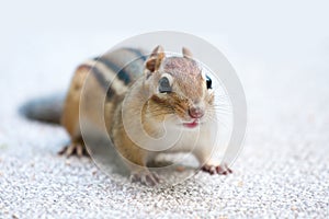 Eastern chipmunk