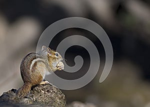 Eastern Chipmunk