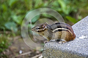 Eastern Chipmunk