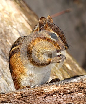 Eastern Chipmunk