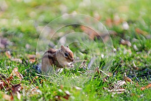 Eastern chipmunk