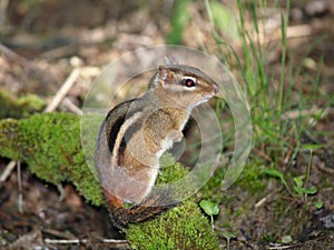 Eastern Chipmunk,