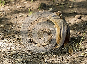 Eastern chipmunk.