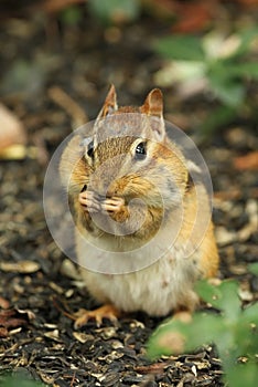 Eastern Chipmunk with cheeks full of food