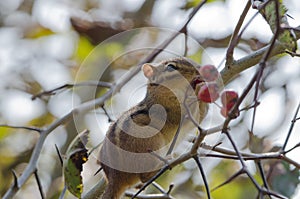 Eastern Chipmunk eating berries