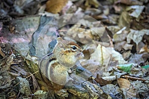 Eastern chipmunk eating a nut on a branch surrounded by fallen leaves