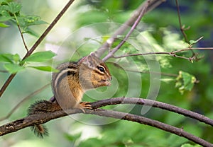 Eastern Chipmunk eating a nut in a tree