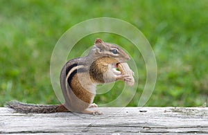 Eastern Chipmunk Eating a Peanut