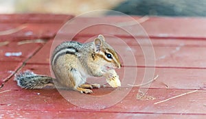 Eastern chipmunk eating a piece of banana.