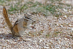 A eastern chipmunk eats on the ground