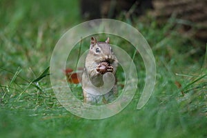 Eastern Chipmunk in Fall Collecting an Acorn