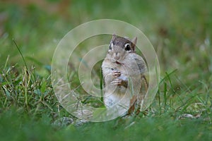 Eastern Chipmunk in Fall Collecting an Acorn in Fall