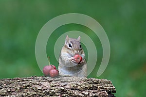 Eastern Chipmunk in Fall eating a Crabapple