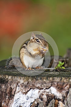 Eastern chipmunk filling his cheeks with snacks.