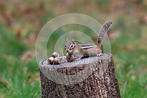 Eastern Chipmunk Finds Acorn in Fall