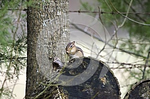 Eastern Chipmunk on firewood log, Georgia, USA