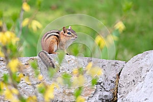 Eastern Chipmunk With Flowering Forsythia