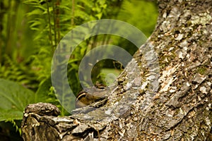 Eastern Chipmunk with Full Cheeks in Forest