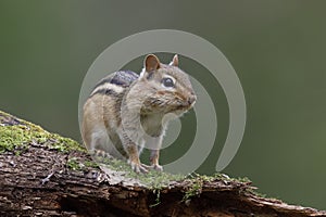 Eastern Chipmunk with its cheek pouches full of food sits on a m