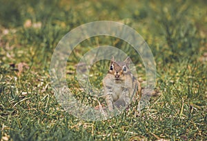 Eastern Chipmunk pauses for a pose in green grass vintage garden setting