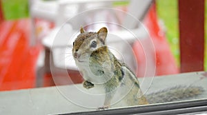 Eastern Chipmunk peeks through the window into my house.