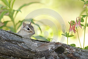 Eastern Chipmunk Peering Over a Log in Spring