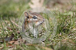 Eastern Chipmunk poking its head out of a hole