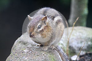 Eastern Chipmunk posed on Rounded Stone 2 - Sciuridae