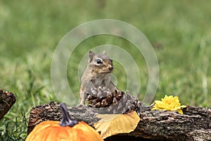 Eastern Chipmunk posed with rustic fall decor leaves pumpkins acorns for Autumn