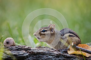 Eastern Chipmunk scares off others in a woodland autumn scene