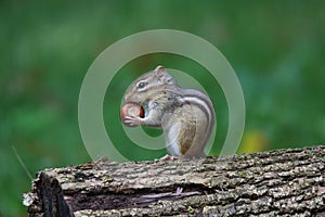 Eastern Chipmunk Sitting on a Log in Fall Holding an Acorn