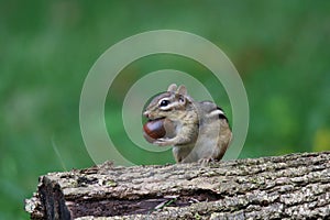 Eastern Chipmunk Sitting on a Log in Fall Holding an Acorn