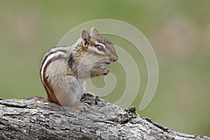 Eastern Chipmunk Sitting on a Log