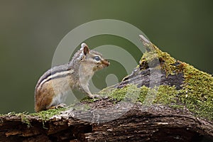 Eastern Chipmunk sitting on a moss-covered log - Ontario, Canada